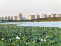 盛夏荷花开 美景入画来